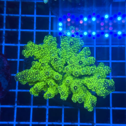 (WYSIWYG) Acropora Colony T3K3