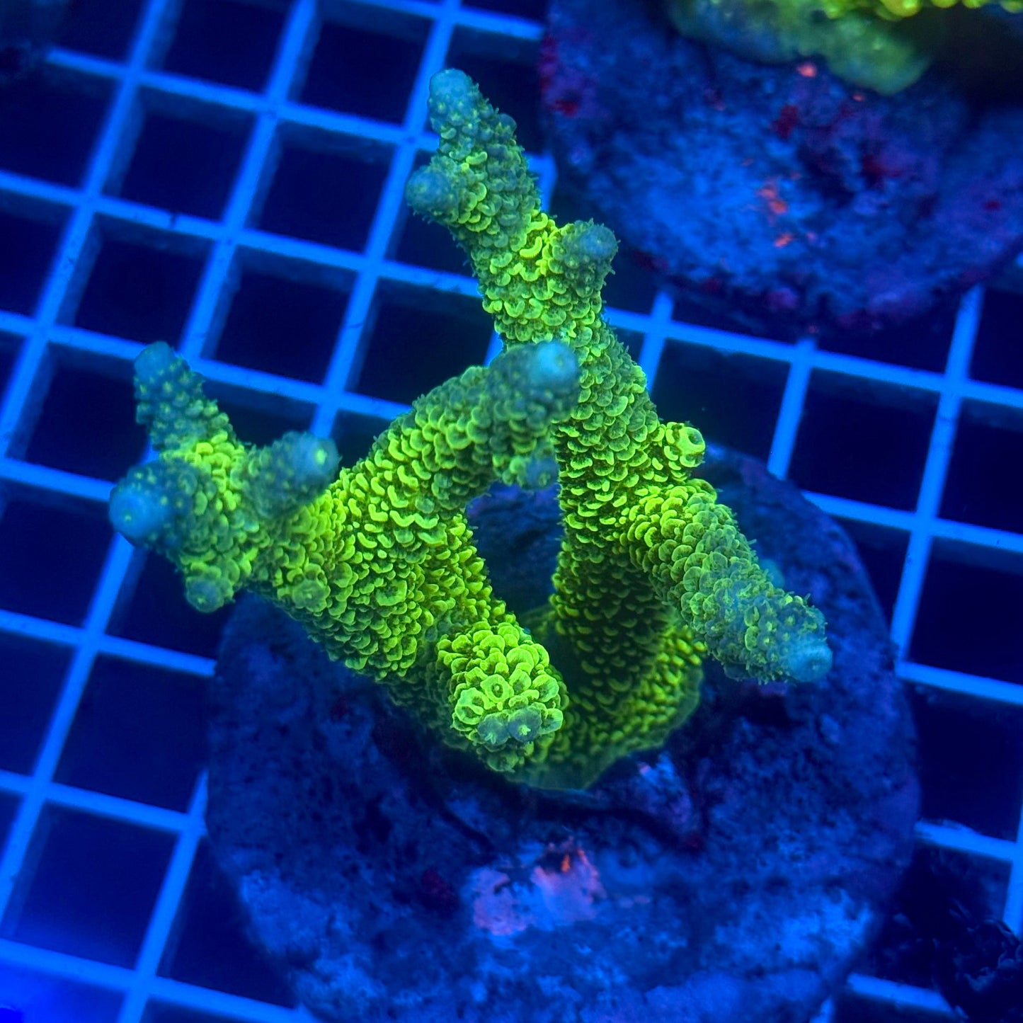(WYSIWYG) Acropora Colony D6