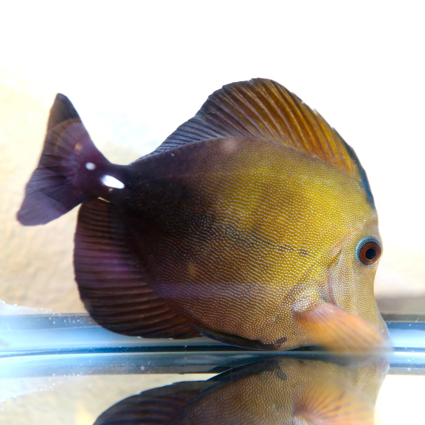 (WYSIWYG) Blueface Koi Tang B