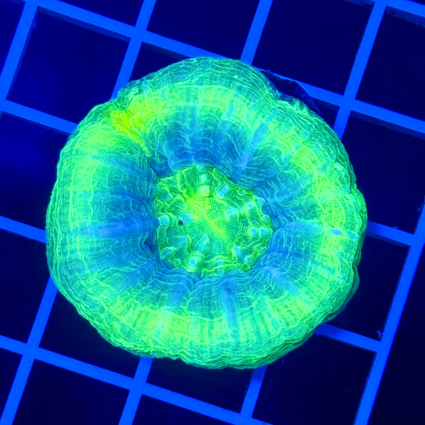 (WYSIWYG) "Halo" Scolymia