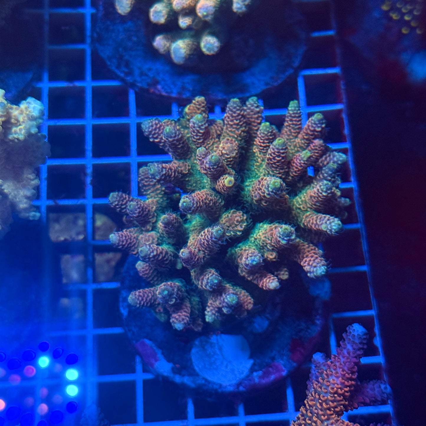 (WYSIWYG) Acropora Colony T3J6