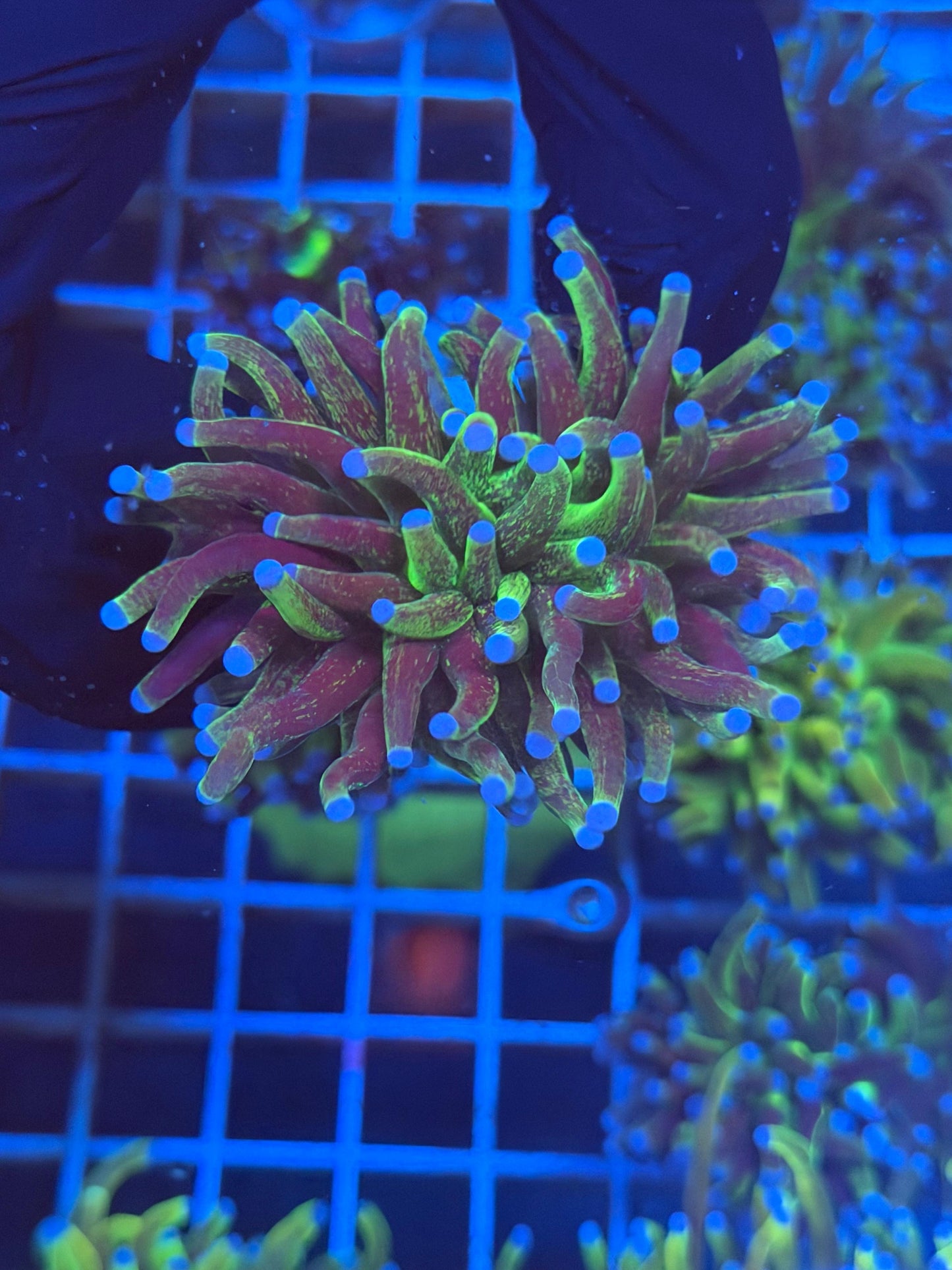 (WYSIWYG) Grafted Glitter Torch F2 (Splitting)