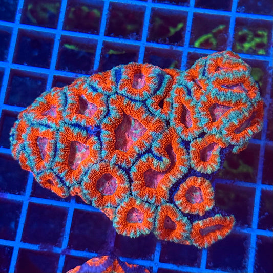 (WYSIWYG) Rainbow Acan Colony