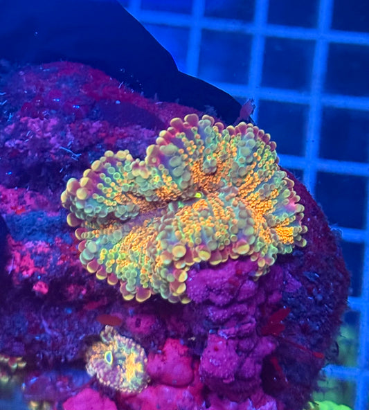 (WYSIWYG) Rainbow Ricordea