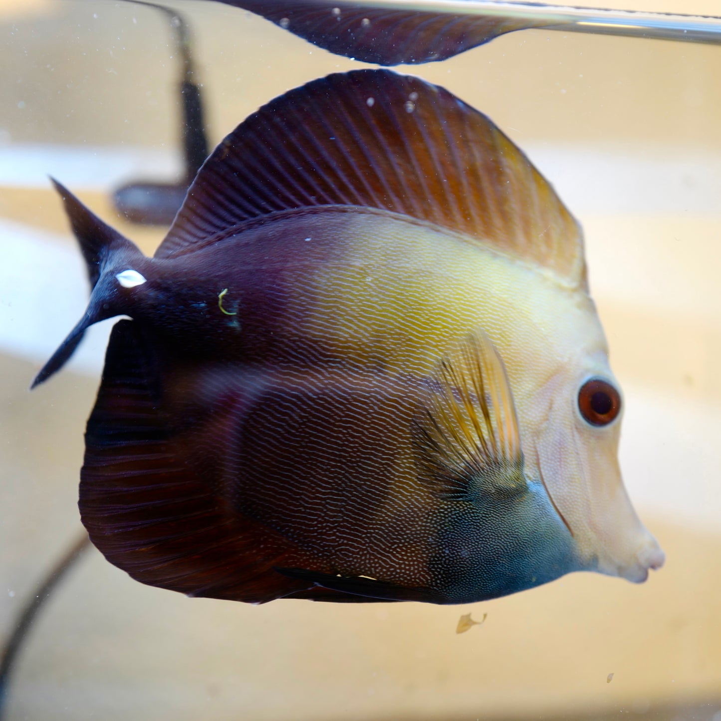 (WYSIWYG) Blueface Koi Tang C