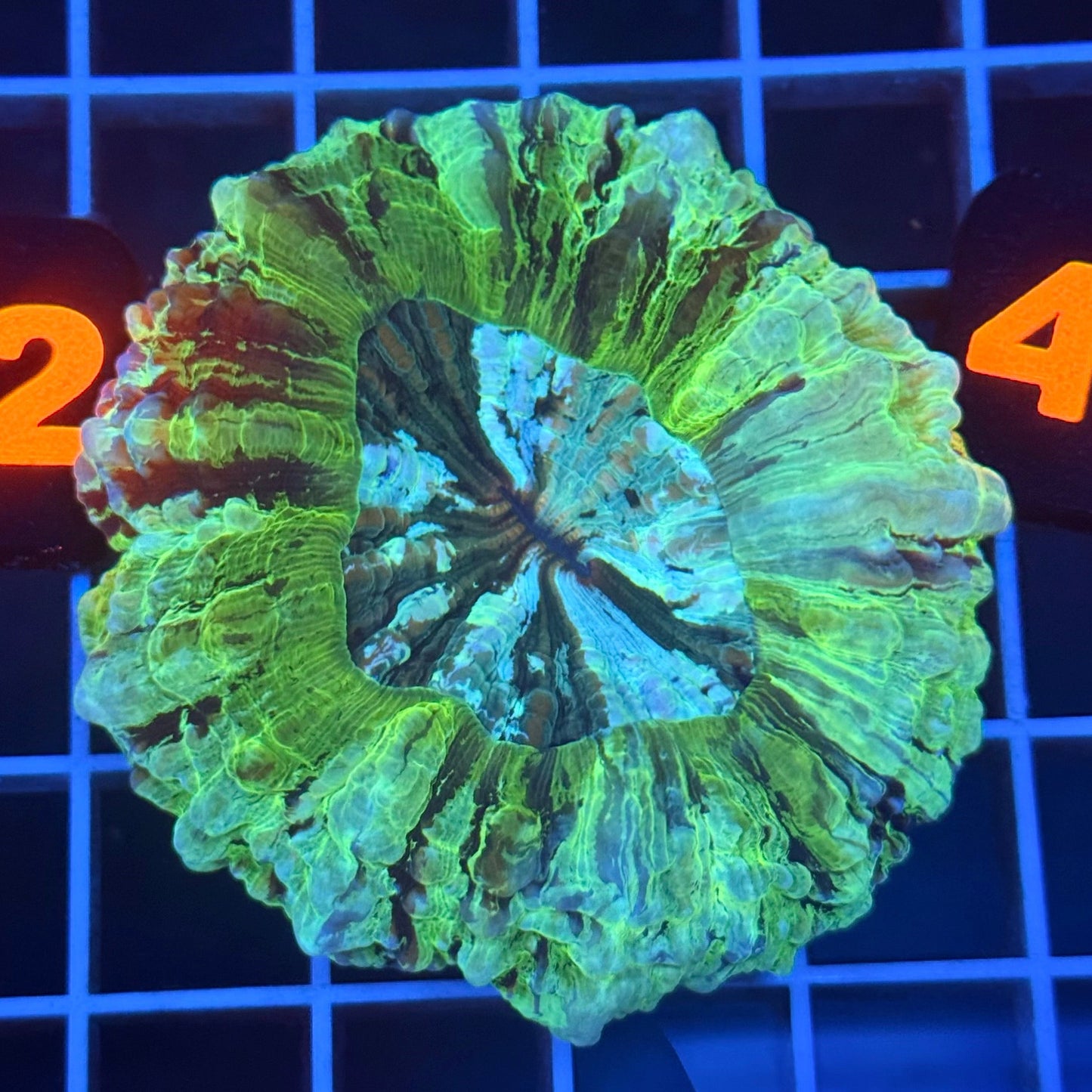 (WYSIWYG) Pistachio Acantho