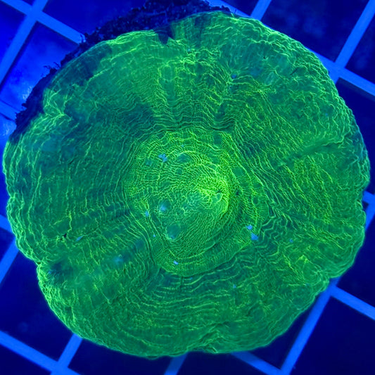 (WYSIWYG) Green Apple Scolymia