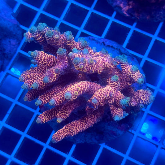 (WYSIWYG) Acropora Colony F8