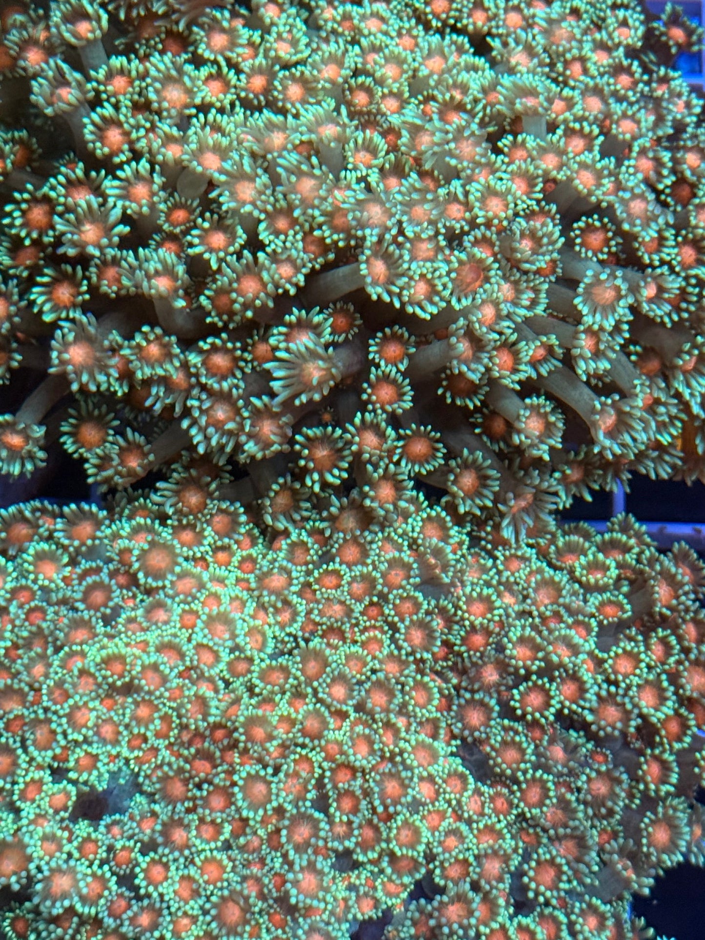 (WYSIWYG) Sakura Goni Colony XXXL (20+ Frags)