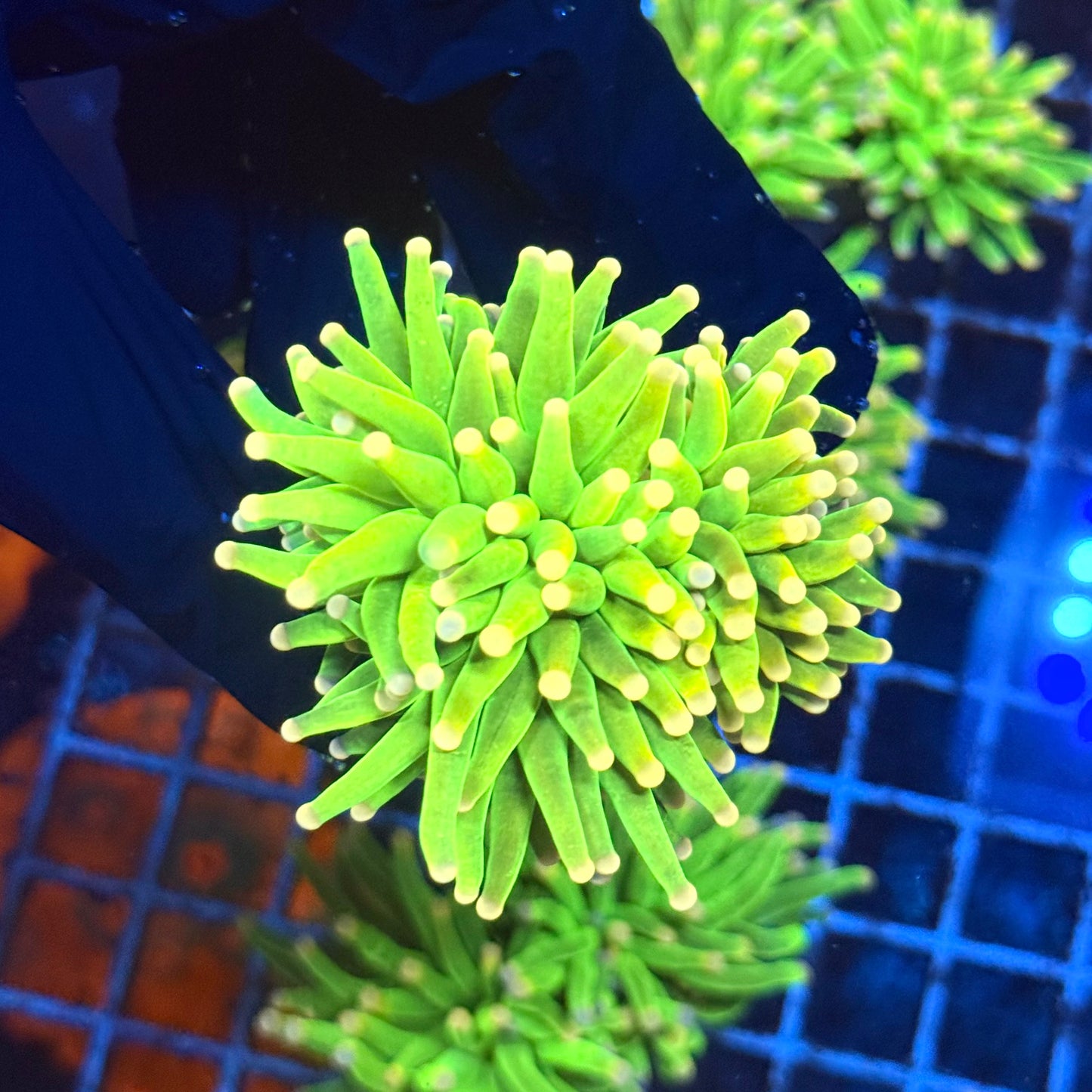 Pink Tip Holy Grail Torch