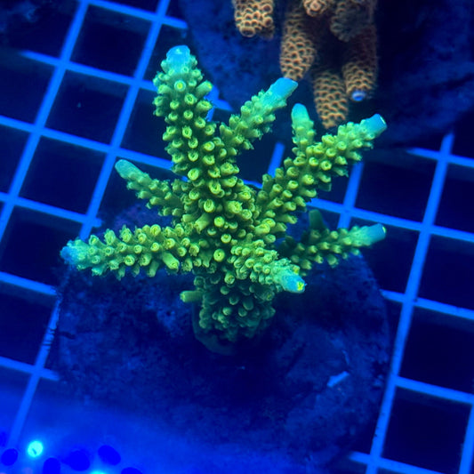 (WYSIWYG) Acropora Colony E11