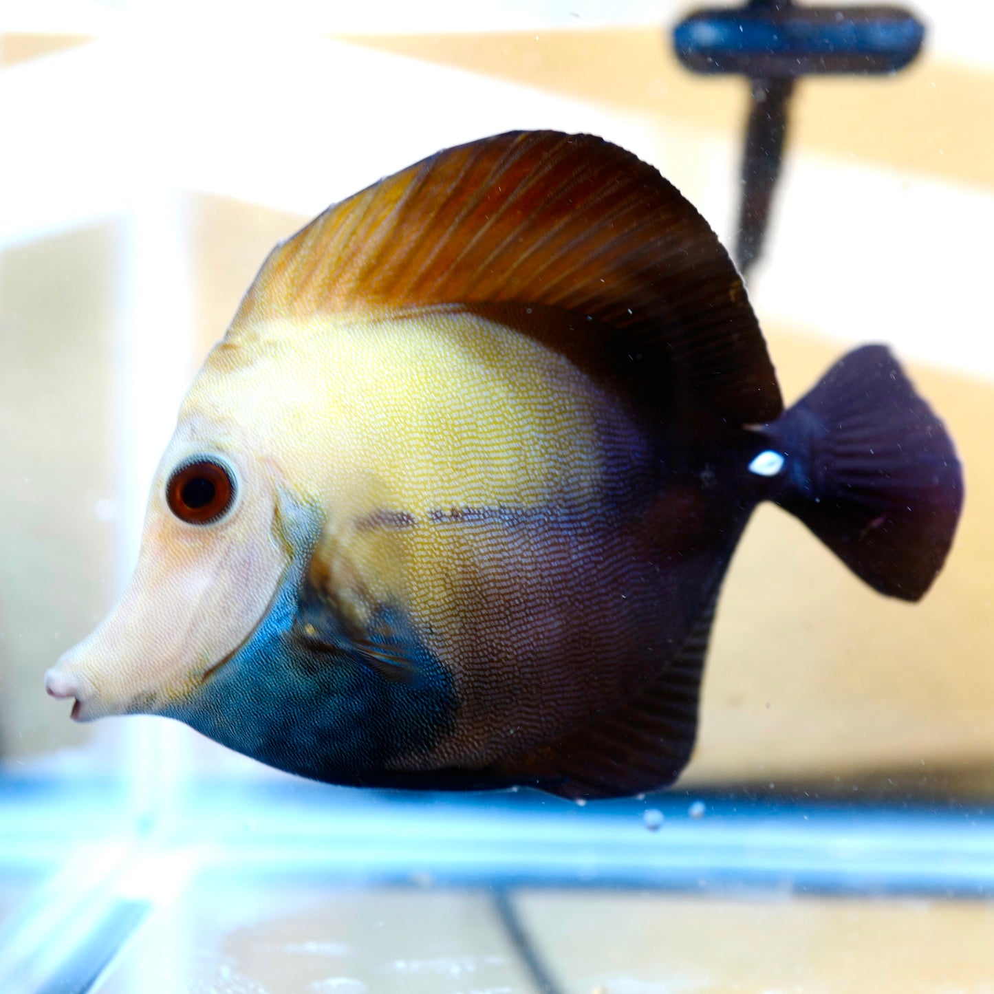 (WYSIWYG) Blueface Koi Tang C
