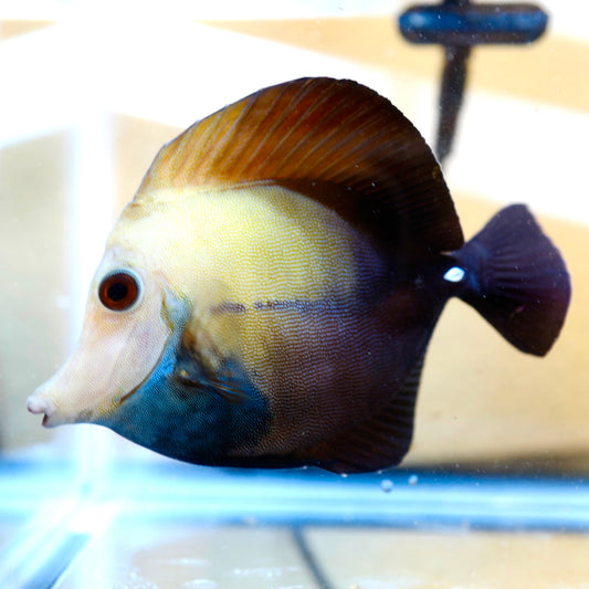 Blueface Koi Tang C
