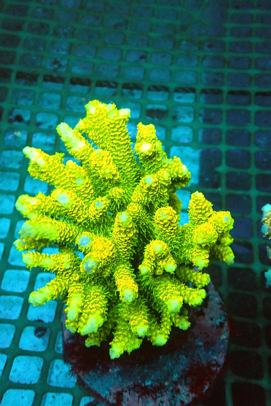 2 (WYSIWYG) Acropora