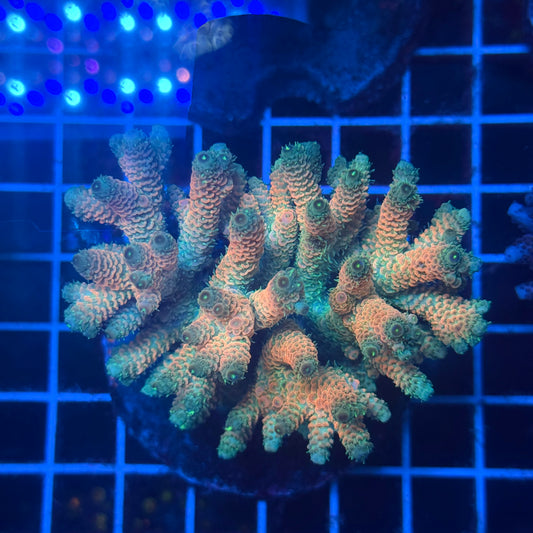 (WYSIWYG) Acropora Colony T3K5