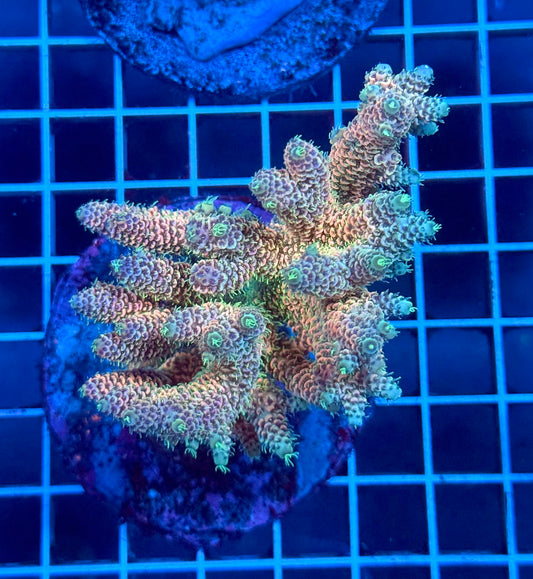 (WYSIWYG) Acropora Colony T1E3