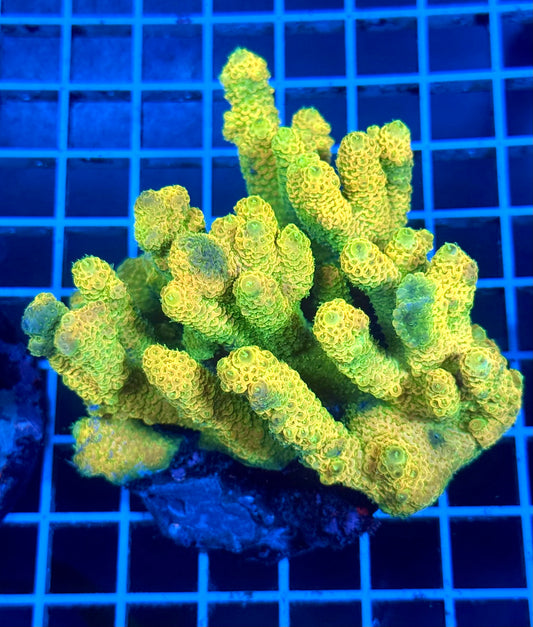 (WYSIWYG) Acropora Colony T2A3
