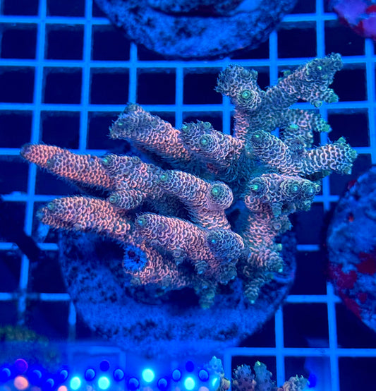 (WYSIWYG) Acropora Colony T2B1