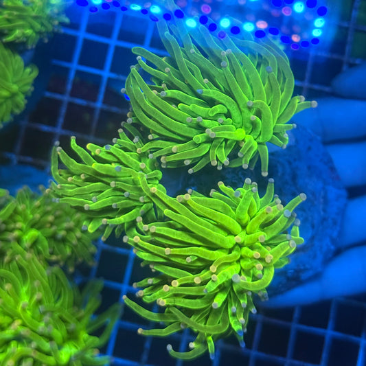 (WYSIWYG) Pink Tip Holy Grail Torch Colony (3 Heads)