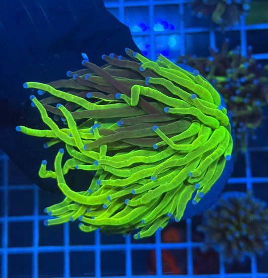 (WYSIWYG) Grafted Torch B2