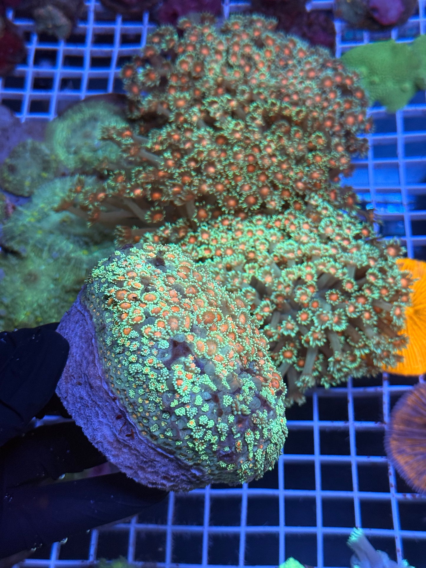 (WYSIWYG) Sakura Goni Colony XXXL (20+ Frags)