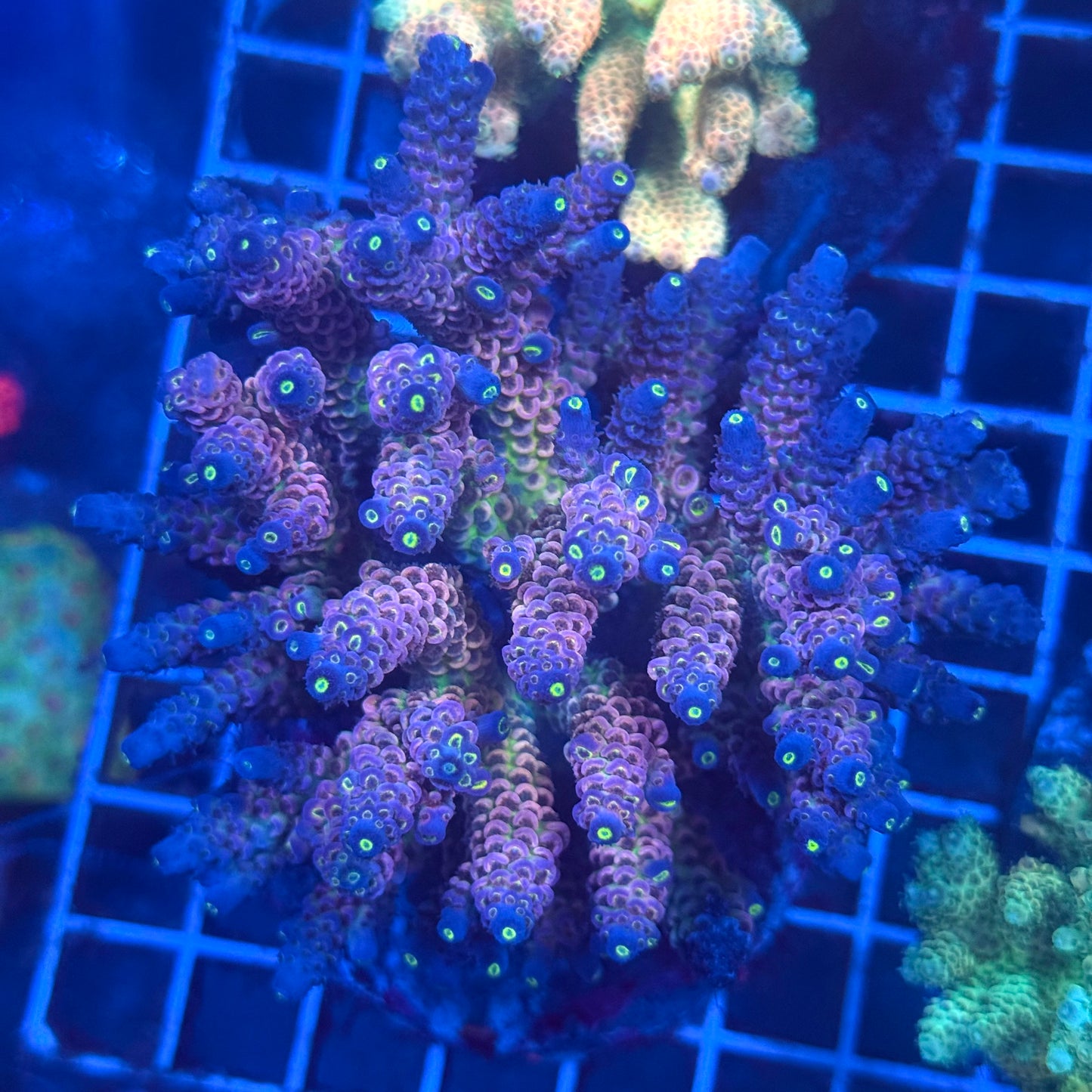 (WYSIWYG) Acropora Colony T3L1
