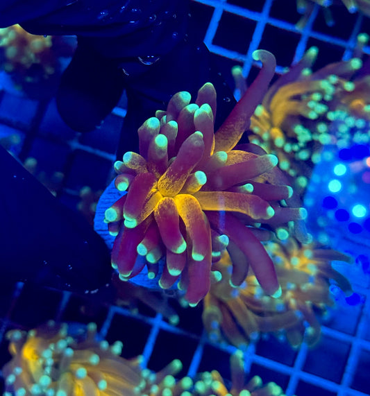 (WYSIWYG) Tiger-Type Torch A3