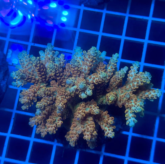 (WYSIWYG) Acropora Colony F12