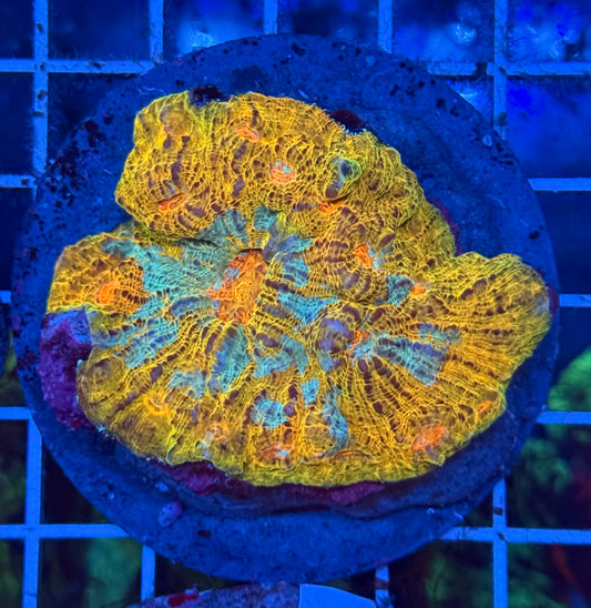 (WYSIWYG) Chalice Colony A2