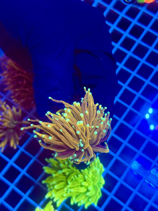 (WYSIWYG) Master Torch B2 (Aquacultured)