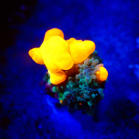 OG Bounce Mushroom A2