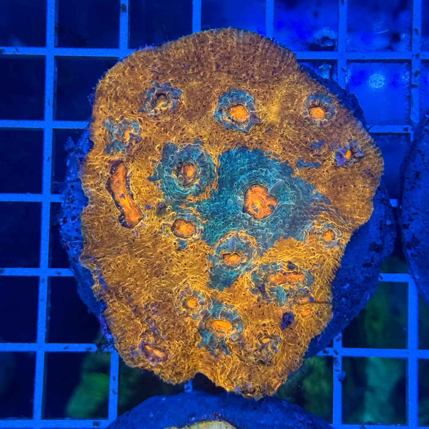 (WYSIWYG) Chalice Colony A1