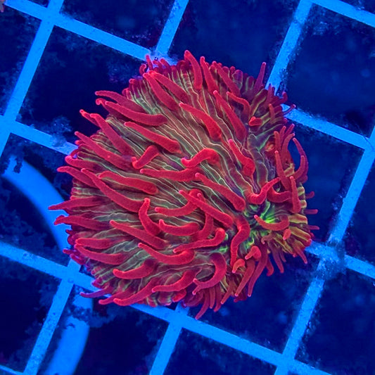 (WYSIWYG) Watermelon Jolly Rancher Fungia Plate