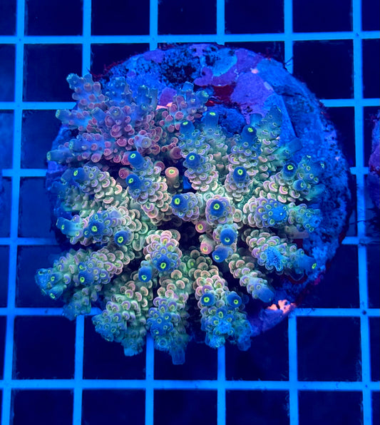 (WYSIWYG) Man-Grafted Acropora Colony T2D5