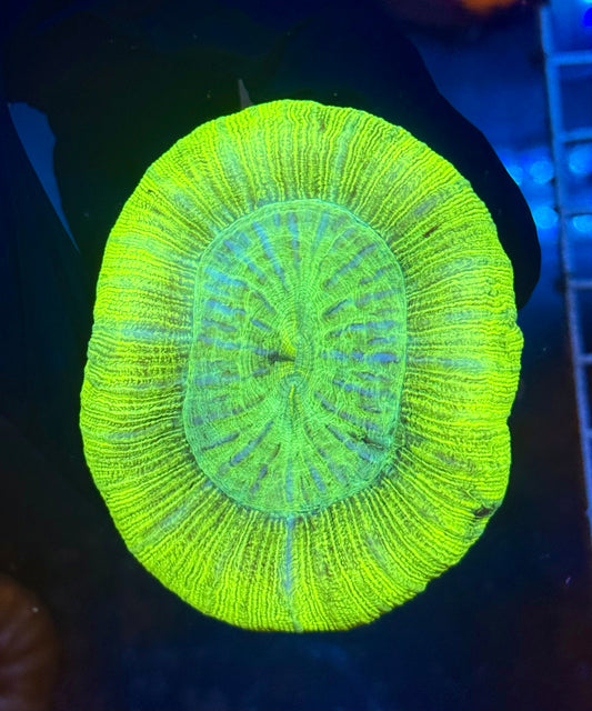 (WYSIWYG) Lime Green Trachy A1