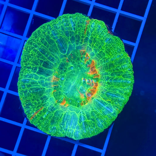 (WYSIWYG) Bleeding Apple Scolymia Variant