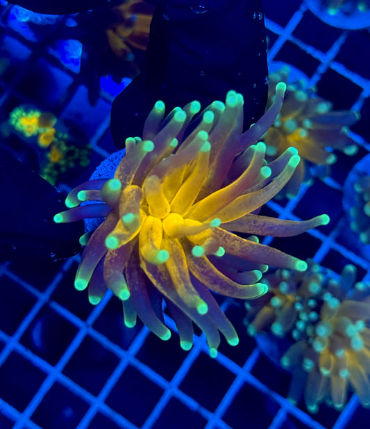 (WYSIWYG) Tiger-Type Torch D1