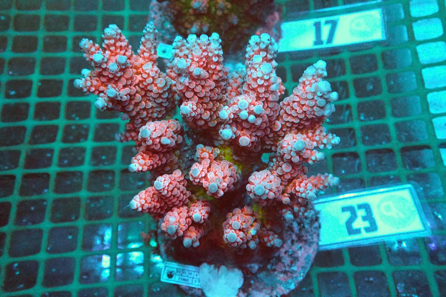 3 (WYSIWYG) Acropora