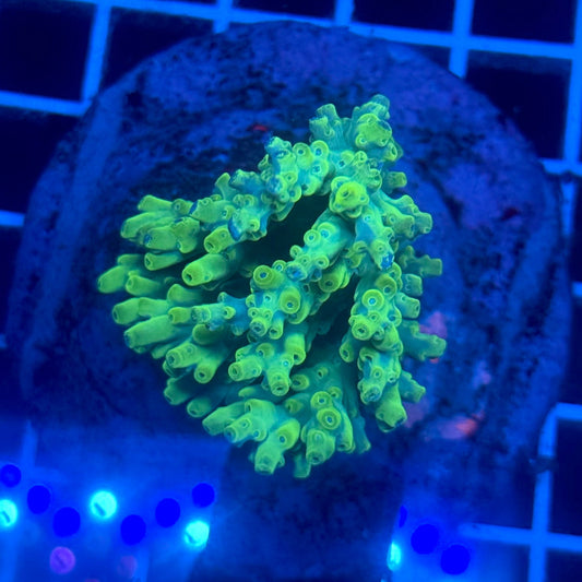 (WYSIWYG) Acropora Colony D4