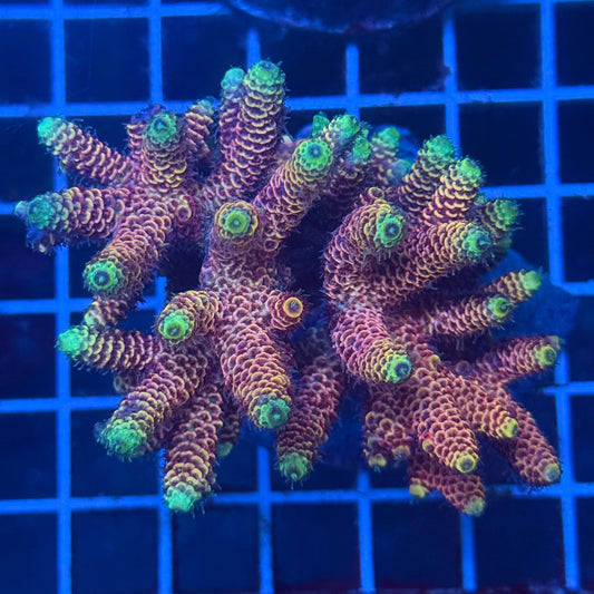 (WYSIWYG) Acropora Colony T3L5