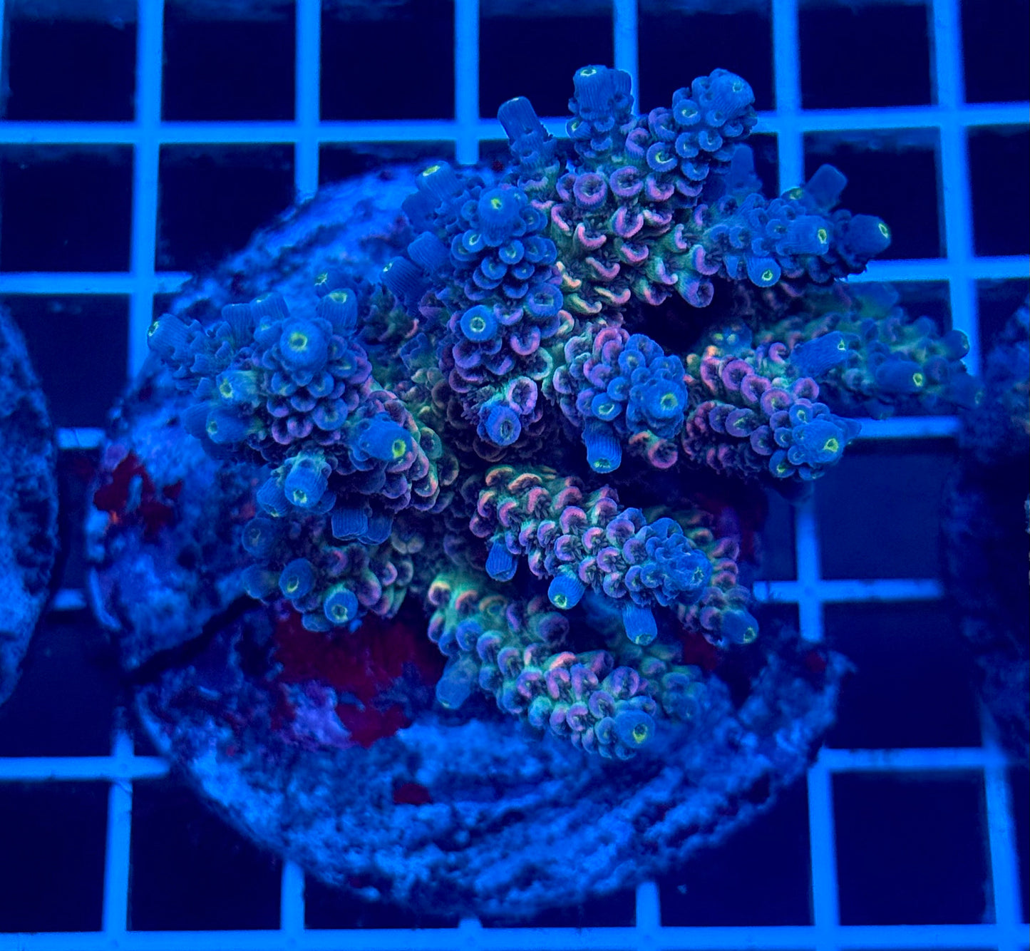 (WYSIWYG) Acropora Colony T2B6
