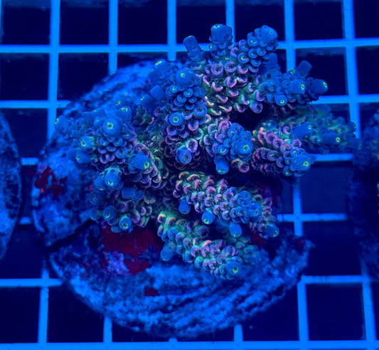 (WYSIWYG) Acropora Colony T2B6