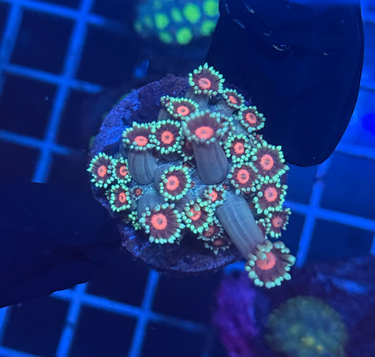 Sakura Goni (1" Frag)