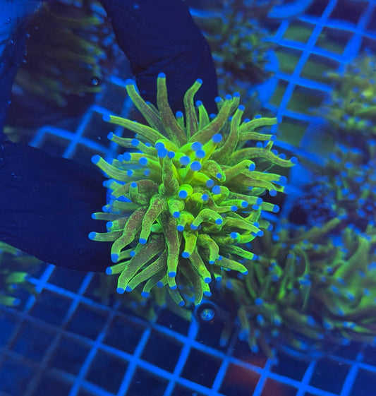 (WYSIWYG) Grafted HG Glitter Torch E2