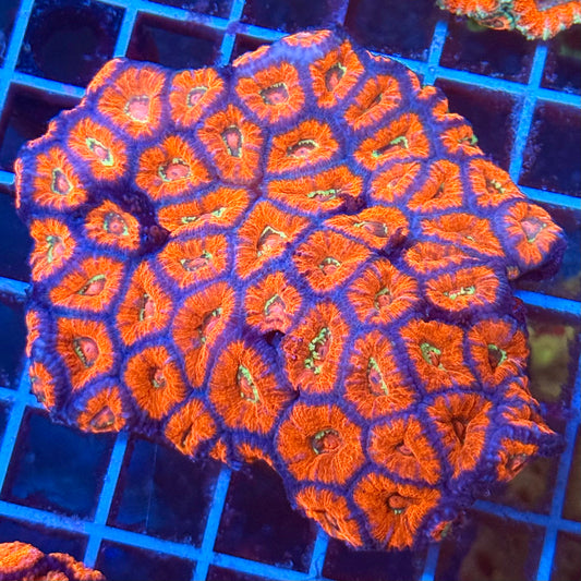 (WYSIWYG) Rainbow Acan Colony