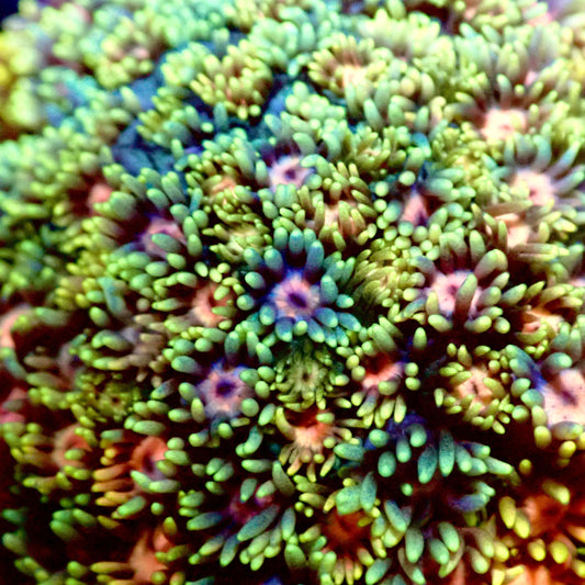 Ultra Rainbow Goni 0.75”-1" Frag A1