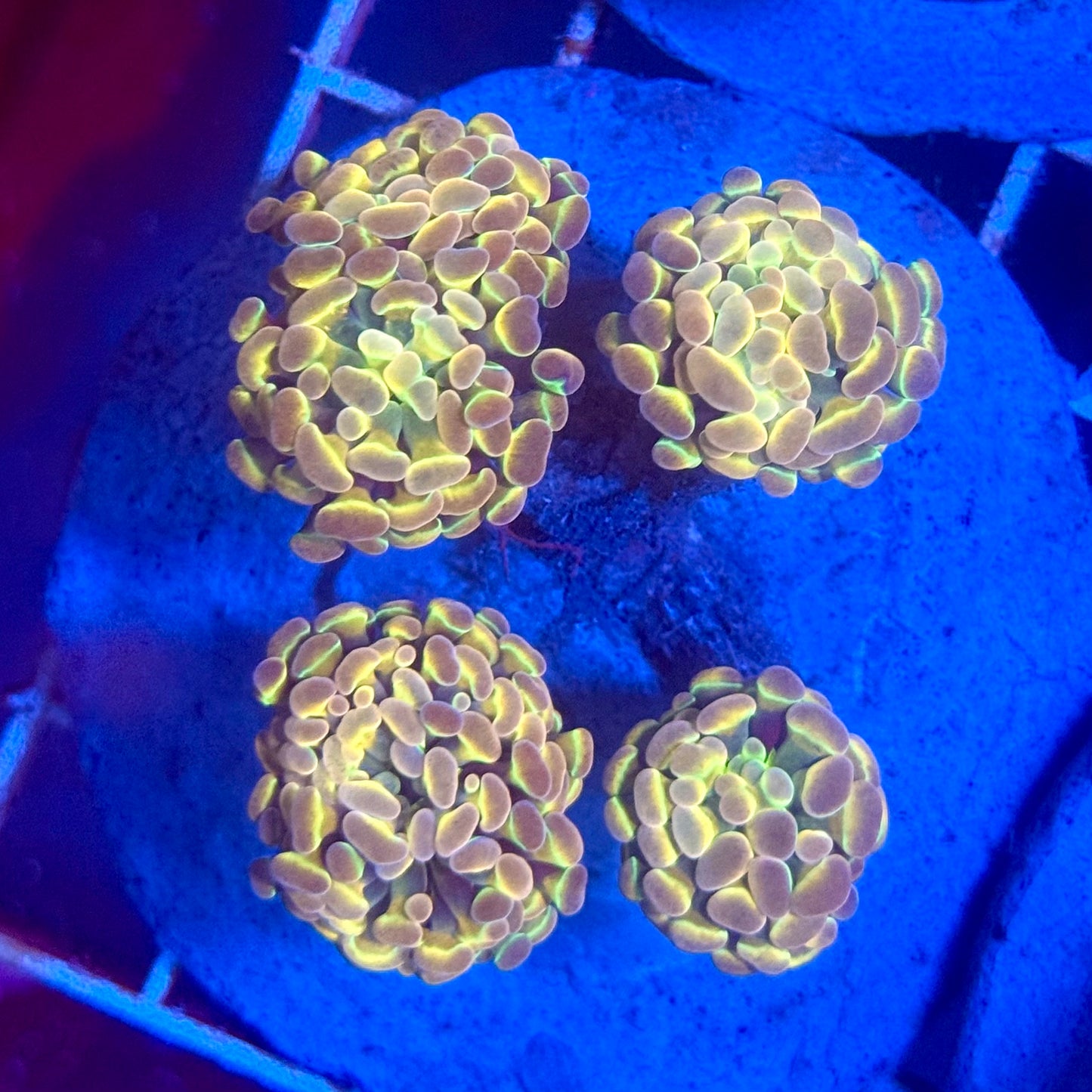 (WYSIWYG) Hologram Branch Hammer Colony A7