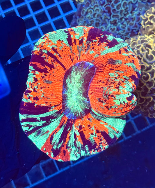 (WYSIWYG) Heaven's Gate Trachy A5