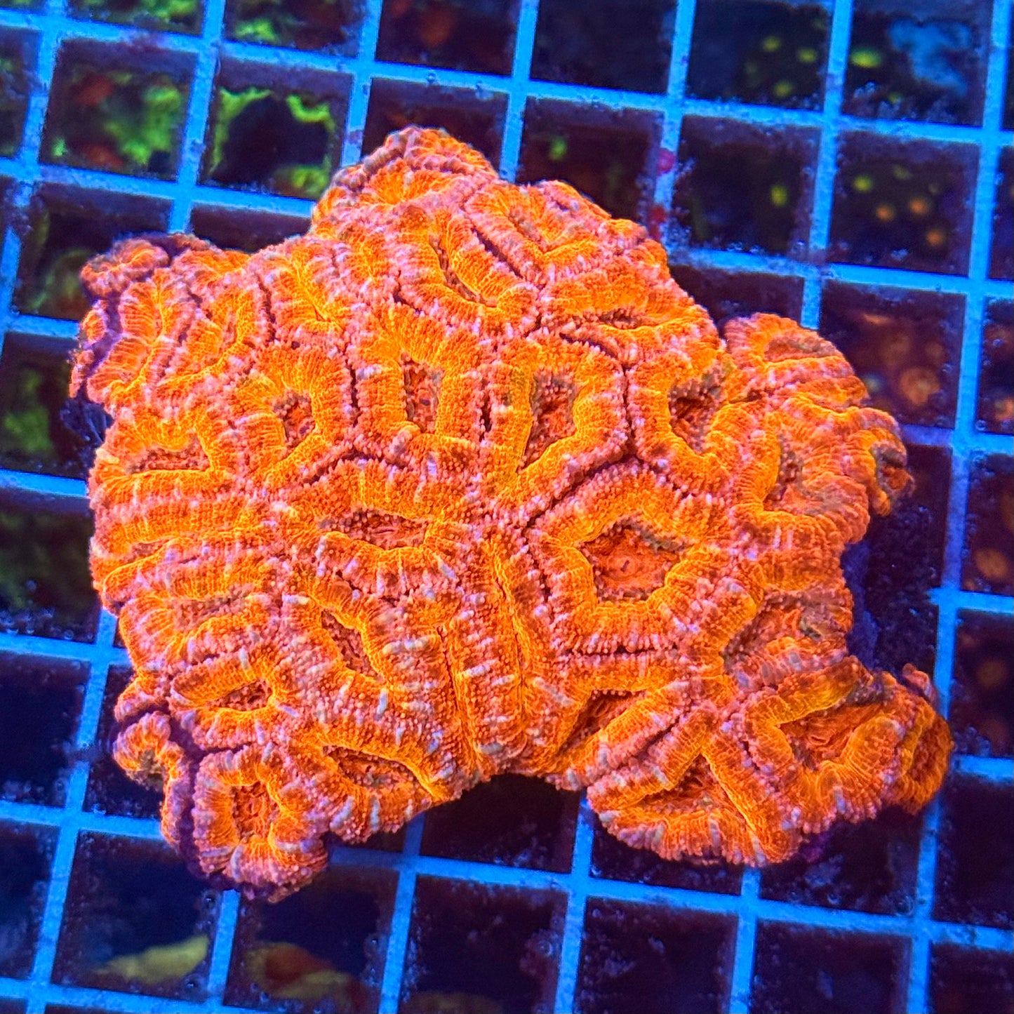 (WYSIWYG) Rainbow Acan Colony