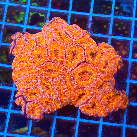 (WYSIWYG) Rainbow Acan Colony